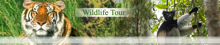 Indian Wildlife Tours