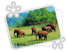 Periyar National Park, Kerala  Wildlife Tours