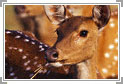 Bandhavgarh National Park Weekend Tour