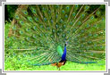 Bandipur National Park Weekend Tour 