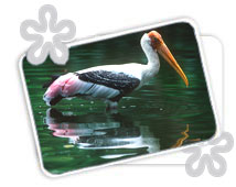Bird Sanctuary, Kanha Wildlife Tour