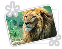Bandhavgarh Wildlife Tours & Travel