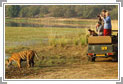Wildlife & Photographic Safari 