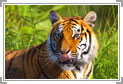 Ranthambore, India Wildlife Tour