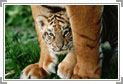 Wildlife India Tour